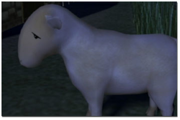 awl_sheep.jpg