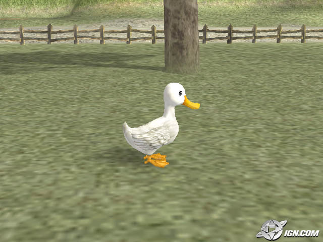 duck.jpg